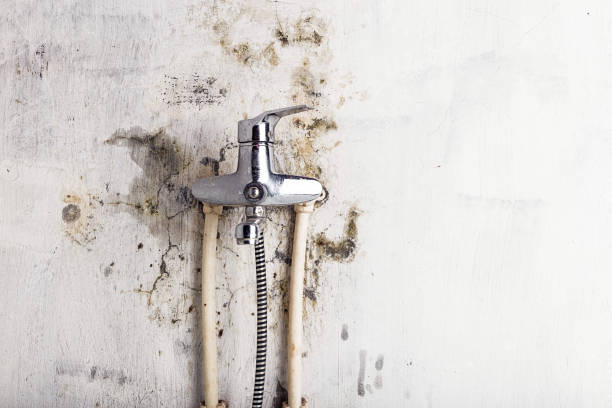 Professional Mold Removal in Show Low, AZ