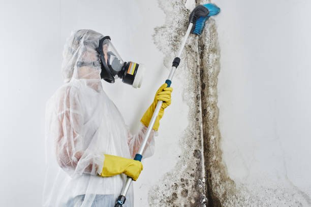 Best Toxic Mold Removal  in Show Low, AZ