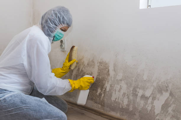 Office Mold Removal Services in Show Low, AZ