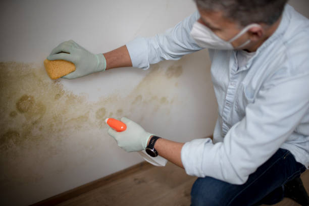 Best Home Mold Removal  in Show Low, AZ