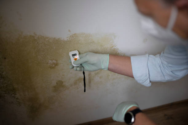 Best Certified Mold Removal  in Show Low, AZ