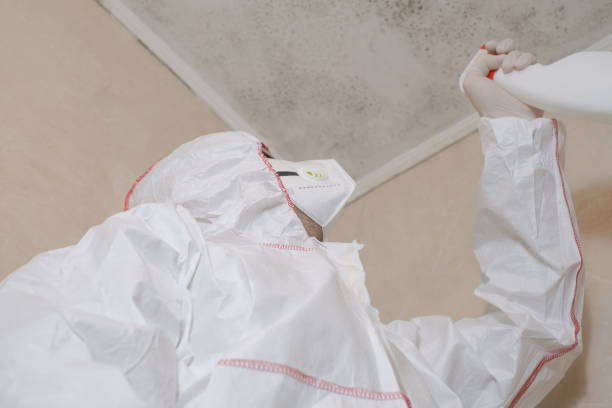 Best Mold Testing and Removal  in Show Low, AZ