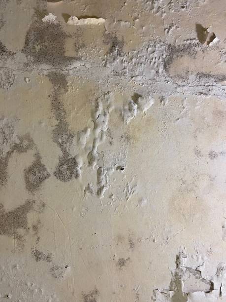 Best Black Mold Removal  in Show Low, AZ