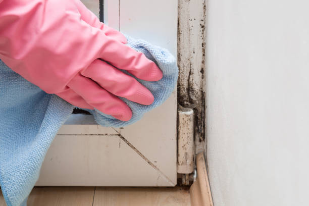 Best Fast Mold Removal  in Show Low, AZ